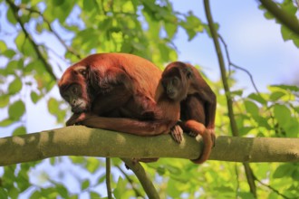 Venezuelan red howler (Alouatta seniculus), adult, female, juvenile, on tree, resting, South