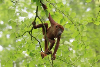 Venezuelan red howler (Alouatta seniculus), adult, male, climbing, tree, vigilant, South America