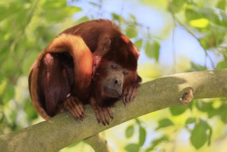 Venezuelan red howler (Alouatta seniculus), adult, on tree, alert, South America