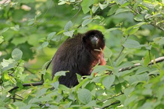 Coppery titi (Plecturocebus cupreus), adult, alert, on tree, South America