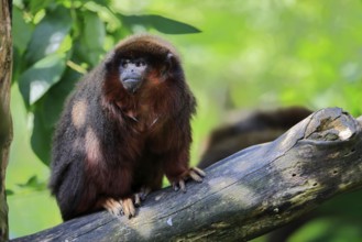 Coppery titi (Plecturocebus cupreus), adult, alert, on tree trunk, South America