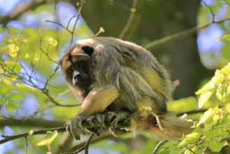 Black howler (Alouatta caraya), adult, female, on tree, alert, South America