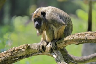 Black howler (Alouatta caraya), adult, female, on tree trunk, alert, South America