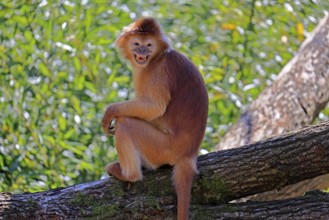 Javan lutung (Trachypithecus auratus), orange morph, adult, sitting, on tree, alert, endangered