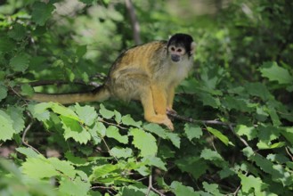 Black-capped squirrel monkey (Saimiri boliviensis), Black-capped squirrel monkey, adult, on tree,