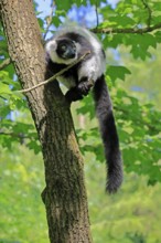 Black-and-white ruffed lemur (Varecia variegata), adult, alert, on tree, Madagascar