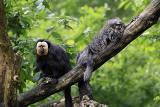 White-headed Saki (Pithecia pithecia), adult, tree, male, female, vigilant, pair, South America