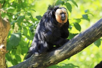 White-headed Saki (Pithecia pithecia), adult, tree, male, vigilant, South America