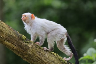 Silver marmoset (Mico argentatus, Syn.: Callithrix argentata), silver marmoset, adult, on tree