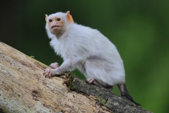 Silver marmoset (Mico argentatus, Syn.: Callithrix argentata), silver marmoset, adult, on tree