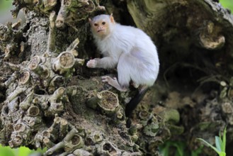 Silver marmoset (Mico argentatus, Syn.: Callithrix argentata), silver marmoset, adult, on tree