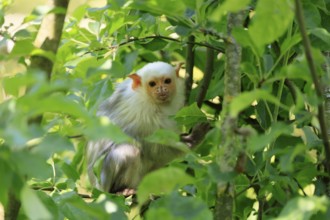 Silver marmoset (Mico argentatus, Syn.: Callithrix argentata), silver marmoset, adult, sitting on