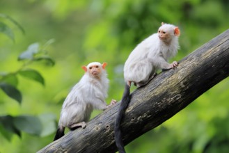 Silver marmoset (Mico argentatus, Syn.: Callithrix argentata), silver marmoset, adult, pair, on