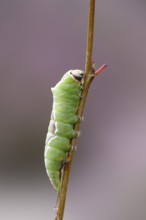 Puss moth caterpillar, summer, Germany