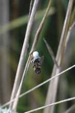 Crab spider, summer, Germany