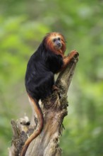 Golden-headed lion tamarin (Leontopithecus chrysomelas), adult, on tree trunk, vigilant, captive,