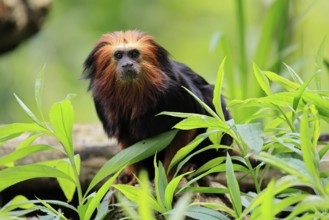 Golden-headed lion tamarin (Leontopithecus chrysomelas), adult, on tree, alert, captive, South