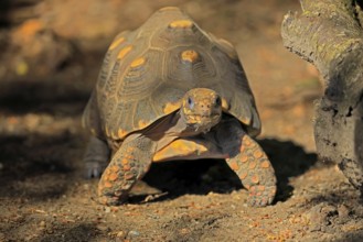 Coal turtle (Geochelone carbonaria), adult, foraging, South America