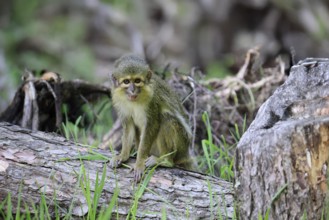 Gabon talapoin (Miopithecus ogouensis), adult, alert, on tree trunk