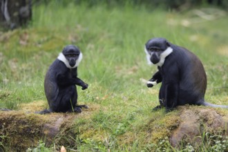 L'Hoest's monkey (Cercopithecus lhoesti), adult, pair, with food, sitting, on the ground, alert
