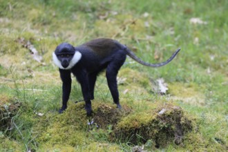 L'Hoest's monkey (Cercopithecus lhoesti), adult, alert