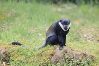 L'Hoest's monkey (Cercopithecus lhoesti), adult, on rocks, vigilant