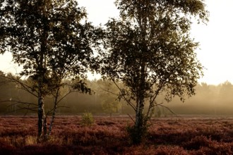 Morning atmosphere in a heath landscape, morning sun and fog, summer, Germany