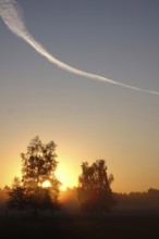 Morning atmosphere in a heath landscape, morning sun and fog, summer, Germany