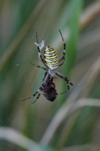 Wasp spider, summer, Saxony, Germany