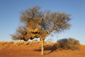 Huge communal nest of Sociable Weavers (Philetairus socius) in a camelthorn tree (Vachellia