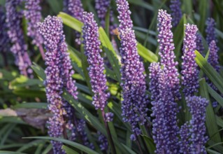 Lily grape (Liriope muscari), Münsterland, North Rhine-Westphalia, Germany