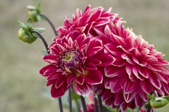 Dahlias (Dahlia), Münsterland, North Rhine-Westphalia, Germany