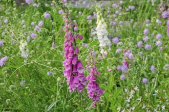 Flower bed with foxglove (Digitalis purpurea), Netherlands