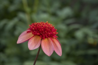 Anemone Dahlia Polka, Münsterland, North Rhine-Westphalia, Germany