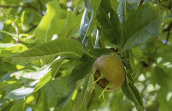 Medlar, fruit stand (Mespilus germanica), Münsterland, North Rhine-Westphalia, Germany