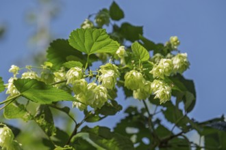 Wilder Hopfen, Münsterland, North Rhine-Westphalia, Germany