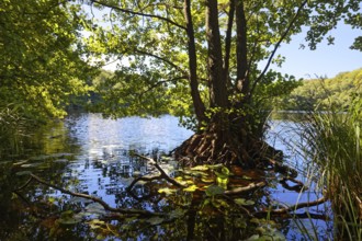 Lake Hertha, hiking trail to the Königstuhl, beech forest, forest, Jasmund Peninsula, National
