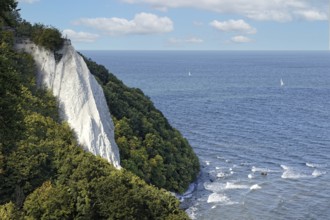 Königstuhl, chalk cliffs, chalk, wooded, beech forest, forest, sea, steep coast, cliff, chalk