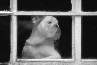 English Bulldog at the window, black and white, England, Great Britain