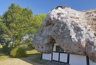 A traditional house in the sun, surrounded by green trees and nature, Seaweed, Læsø, Jutland,