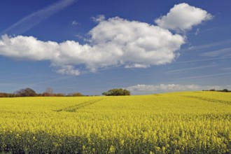 A wide rapeseed field stretches under a blue sky with white clouds, nature in spring, Langeland,
