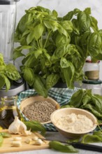 Basil next to a blender, with bowls full of pesto ingredients such as sunflower seeds, garlic and
