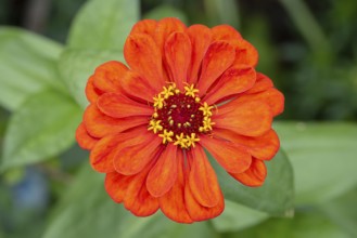 Red zinnia (Zinnia elegans) with bright petals in a green environment, Neunkirchen, Lower Austria,