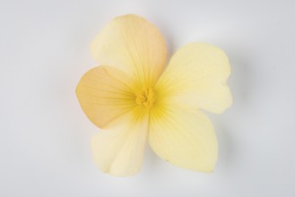 Yellow begonia flower (Begonia) on a white background