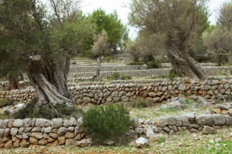 Stone walls in an olive grove, Majorca, Balearic Islands, Spain