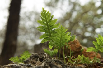 Common polypody, angelica, common spotted fern, spotted fern, stone fern (Polypodium vulgare),