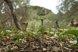 Common cap-aroon, common monk's cap, common Friar's Cowl, common monk's cap (Arisarum vulgare),