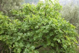 Fig tree, Common fig, Fig, Tooth fig tree, True fig tree (Ficus carica)