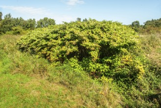 Flowering Japanese Knotweed (Fallopia Japonica), an invasive piece on a meadow in Ystad, Skåne