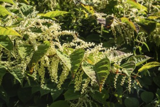 Flowering Japanese Knotweed (Fallopia Japonica), an invasive piece in a forest clearing in Ystad,